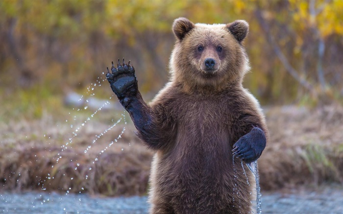 알래스카 회색 곰 배경 화면 그림