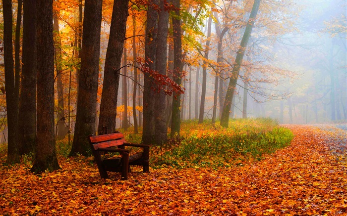 가을, 나무, 잎, 공원, 도로, 벤치 배경 화면 그림