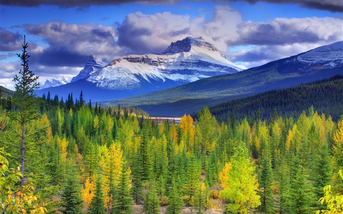 밴프 국립 공원, 앨버타, 캐나다, 산, 하늘, 숲, 나무 배경 화면 그림