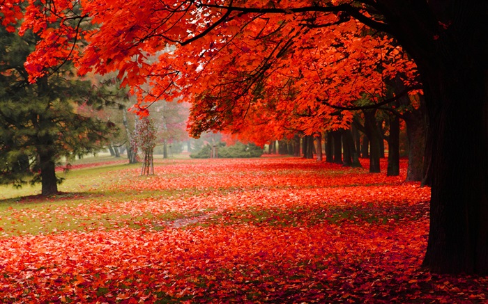 아름다운 가을, 단풍 배경 화면 그림
