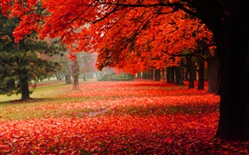 아름다운 가을, 단풍 HD 배경 화면