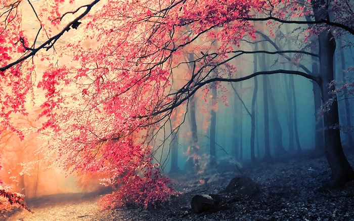 아름다운 가을의 풍경, 나무, 단풍 배경 화면 그림
