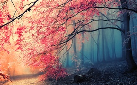 아름다운 가을의 풍경, 나무, 단풍 HD 배경 화면