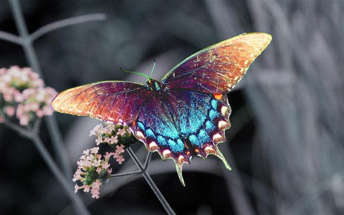 아름 다운 나비, 화려한 날개 배경 화면 그림