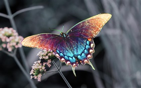 아름 다운 나비, 화려한 날개 HD 배경 화면