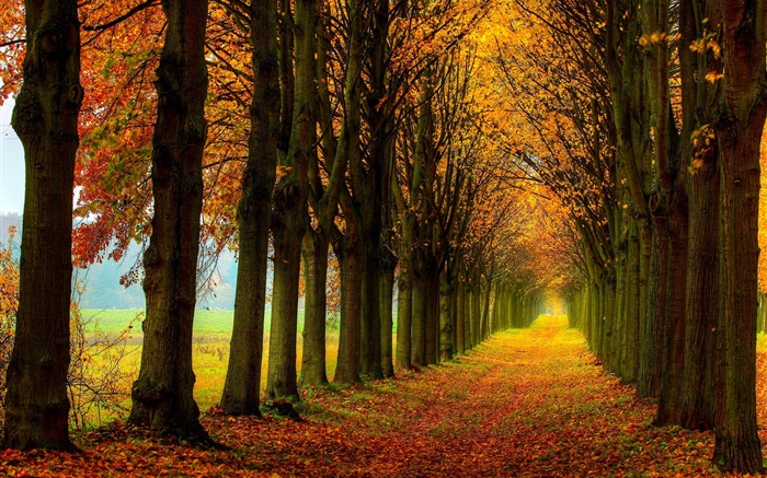 아름 다운 자연, 숲, 나무, 경로, 가을 배경 화면 그림