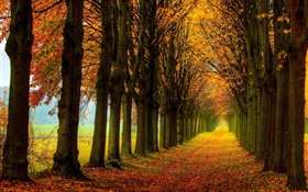 아름 다운 자연, 숲, 나무, 경로, 가을 HD 배경 화면