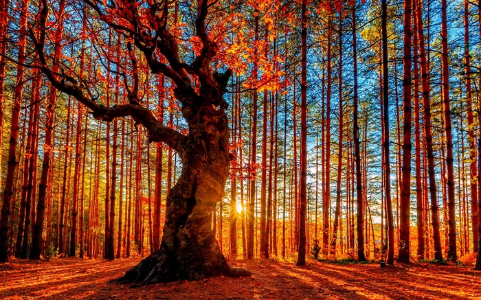 아름다운 일몰 숲, 나무, 단풍, 가을 배경 화면 그림