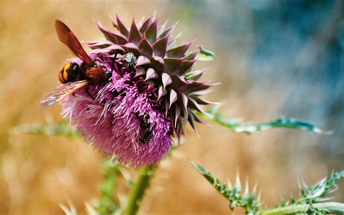 꿀벌, 딱정벌레, 보라색 꽃 배경 화면 그림