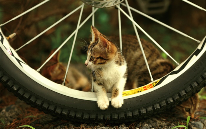 자전거 바퀴, 귀여운 새끼 고양이 배경 화면 그림