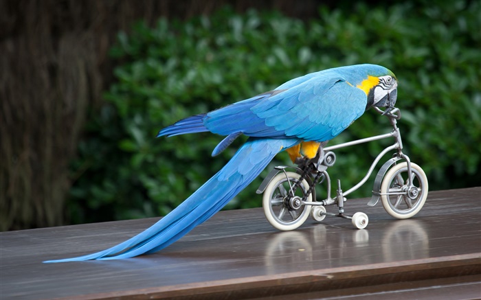 푸른 깃털 앵무새 승마 자전거 배경 화면 그림