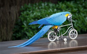 푸른 깃털 앵무새 승마 자전거