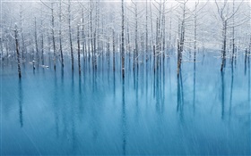 푸른 연못, 나무 HD 배경 화면