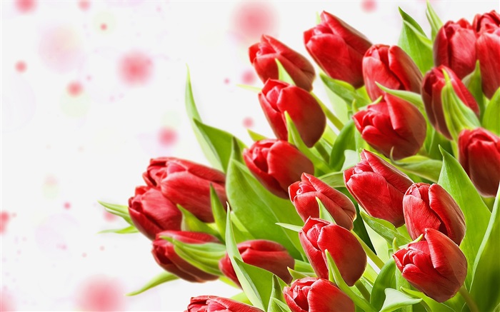 꽃다발 꽃, 빨간 튤립 배경 화면 그림