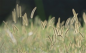 잔디 강모, 나뭇잎 HD 배경 화면