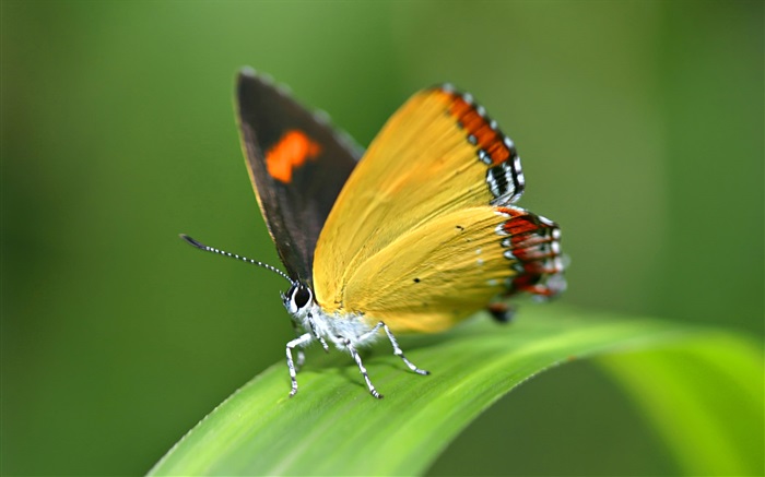 나비, 잔디 배경 화면 그림