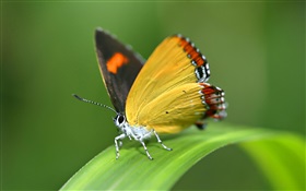 나비, 잔디 HD 배경 화면
