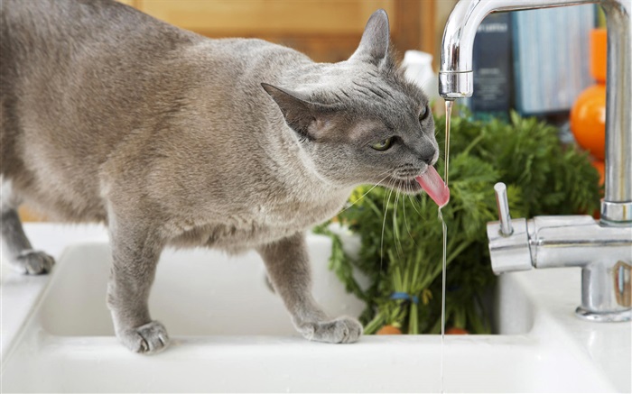 고양이 음료 물 배경 화면 그림