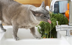 고양이 음료 물