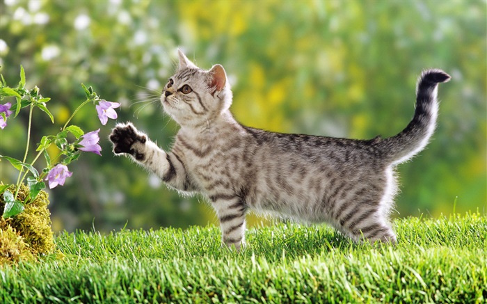 고양이 터치 꽃 배경 화면 그림