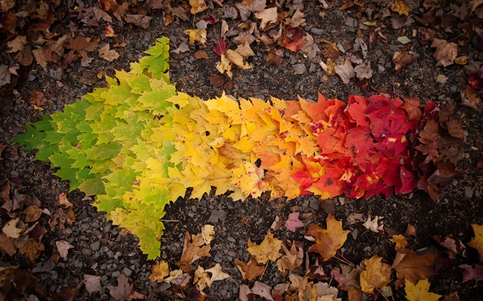 크리 에이 티브 사진, 가을 화살표 나뭇잎 배경 화면 그림