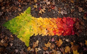 크리 에이 티브 사진, 가을 화살표 나뭇잎