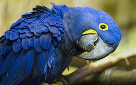 호기심 파란색 앵무새