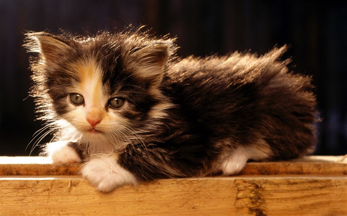 귀여운 미국의 꼬리 자른 고양이 배경 화면 그림