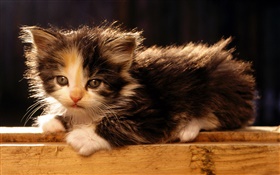 귀여운 미국의 꼬리 자른 고양이 HD 배경 화면
