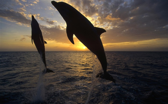돌고래는 물, 일몰에서 점프 배경 화면 그림