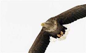 독수리 날개 HD 배경 화면