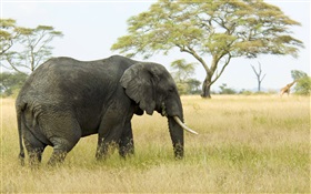 코끼리, 나무, 잔디, HD 배경 화면