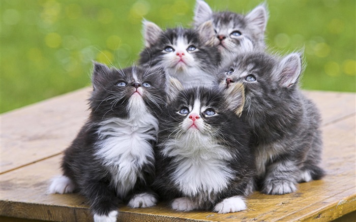 다섯 새끼 고양이 배경 화면 그림