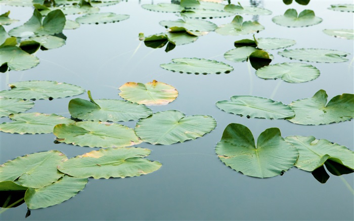 물에 잎을 부동 배경 화면 그림