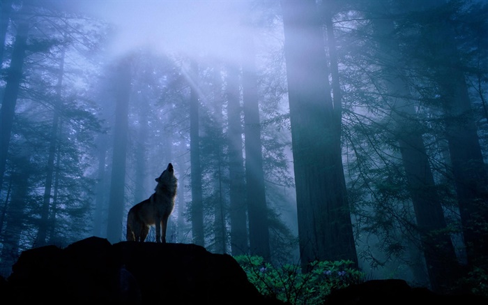 숲의 늑대 배경 화면 그림