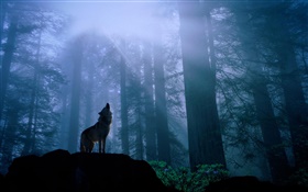숲의 늑대 HD 배경 화면