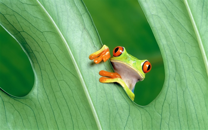 개구리, 잎 배경 화면 그림