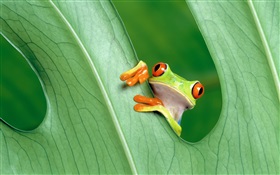 개구리, 잎 HD 배경 화면