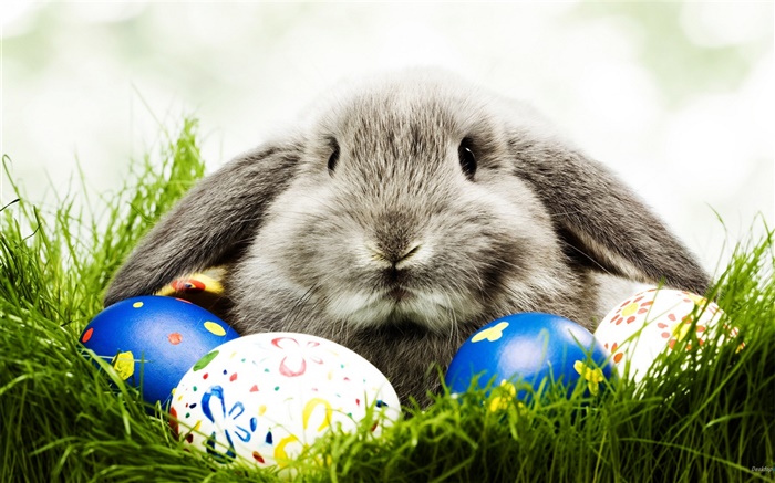 회색 토끼와 달걀 배경 화면 그림