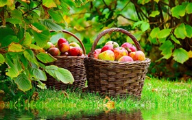 수확 사과