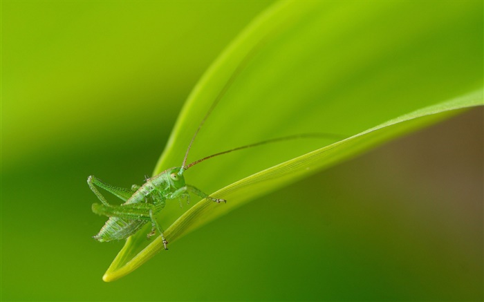 곤충 확대, 녹색 메뚜기 배경 화면 그림