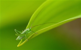 곤충 확대, 녹색 메뚜기 HD 배경 화면