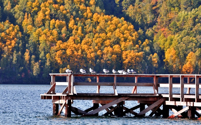 바이칼 호수, 러시아, 부두, 새, 나무 배경 화면 그림