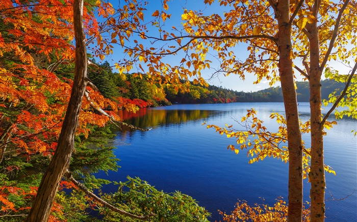 호수, 나무, 숲, 푸른 하늘, 가을 배경 화면 그림