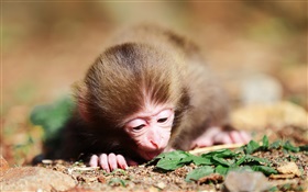 작은 원숭이