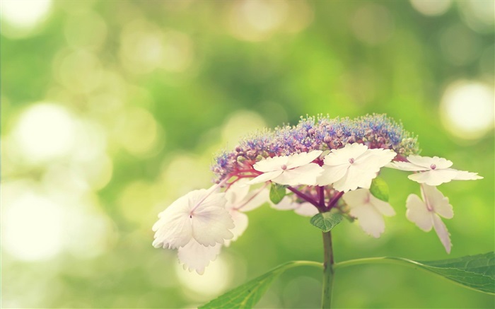 작은 흰색 꽃, 녹색 배경 배경 화면 그림