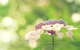 작은 흰색 꽃, 녹색 배경 HD 배경 화면