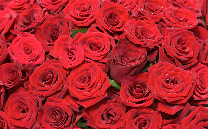 많은 붉은 장미 꽃 배경 화면 그림