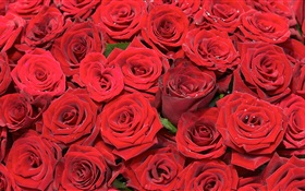 많은 붉은 장미 꽃