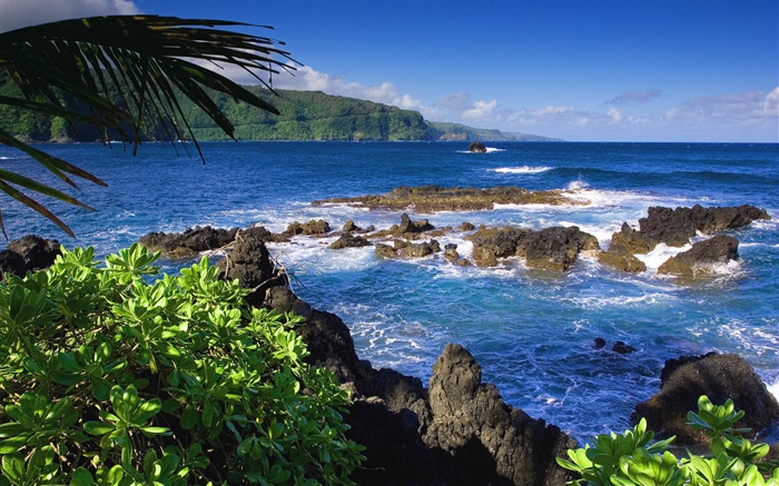 마우이, 하와이, 미국, 바다 배경 화면 그림